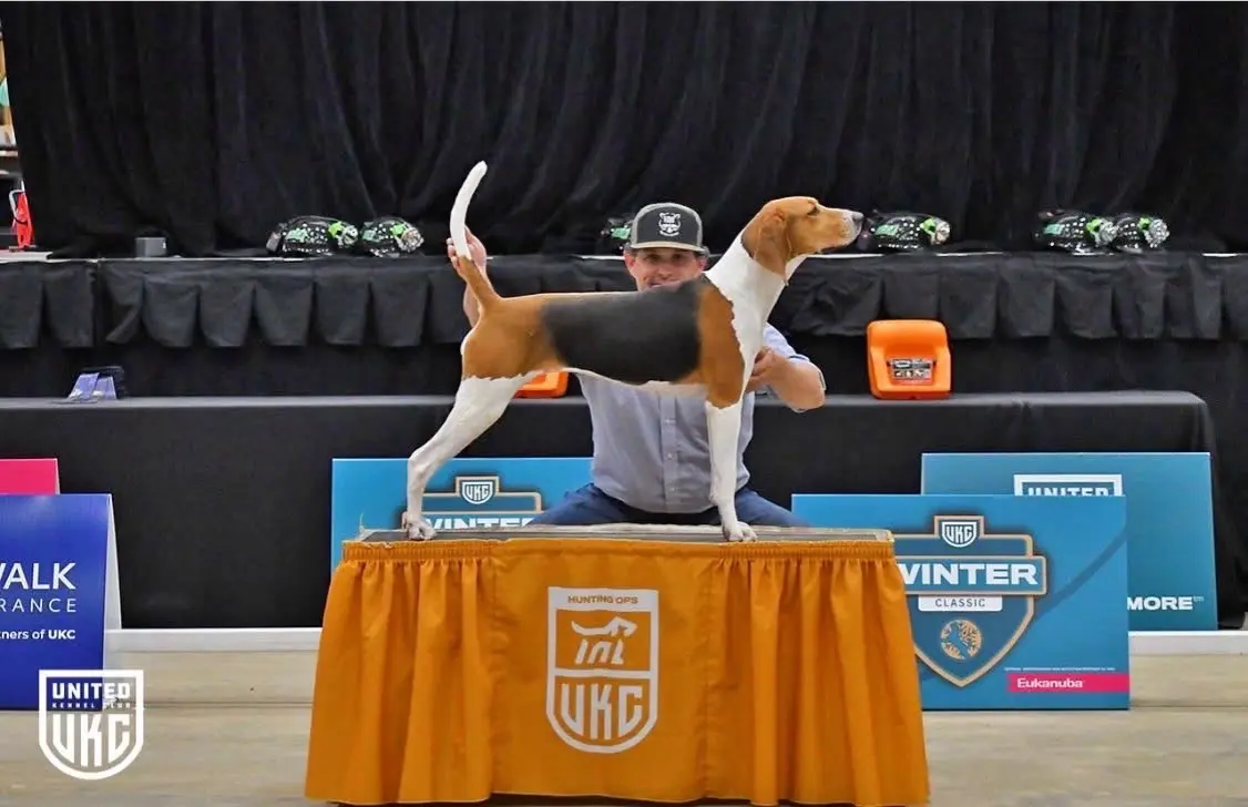 Treeing walker coonhound