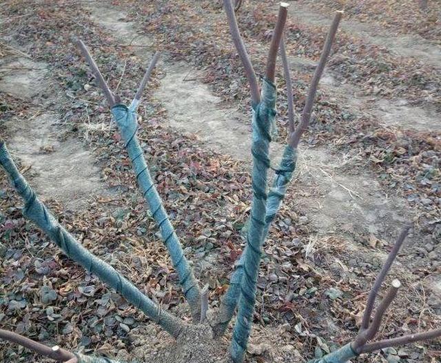 无花果冻枯枝要及时剪，道理实实在在——
 
去年栽的无花果，苗子是外地买来的，不