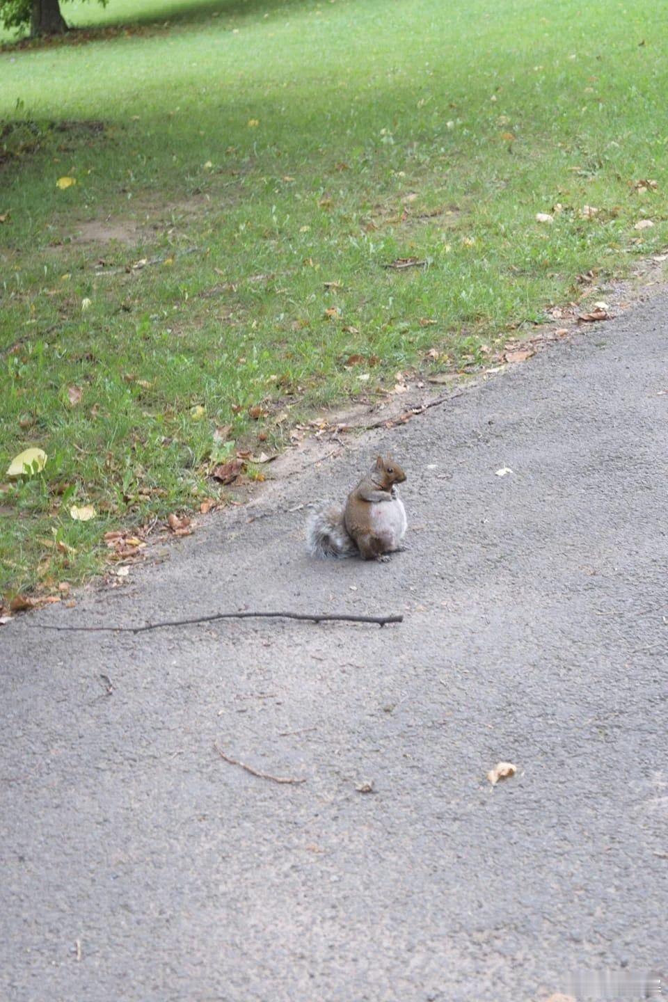 松鼠怀孕的样子🐿️好可爱啊😭🤏🏼🐿️ ​​​