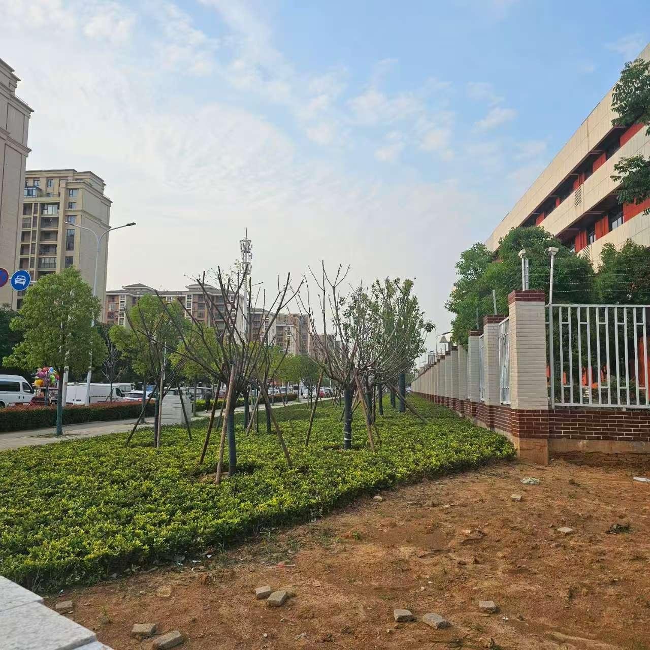黄陂实验中心，外围和马路之间有几米宽的空地，计划铺设草皮和种树，2025年4月，