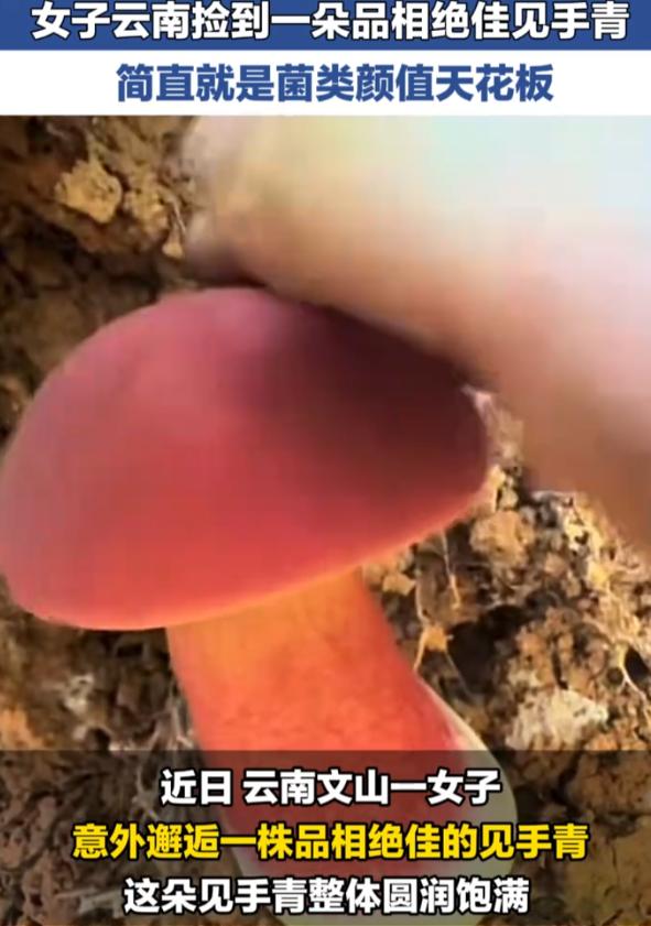 运气逆天！云南，一女子女子在野外徒步时，偶遇了一朵品相极佳的野生见手青，整体状态