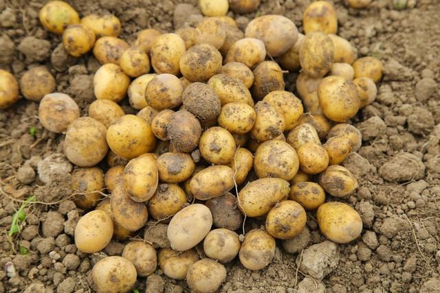 专家表示：土豆含有丰富的膳食纤维，升糖速度比你想象的慢很多。

当你听到“土豆”