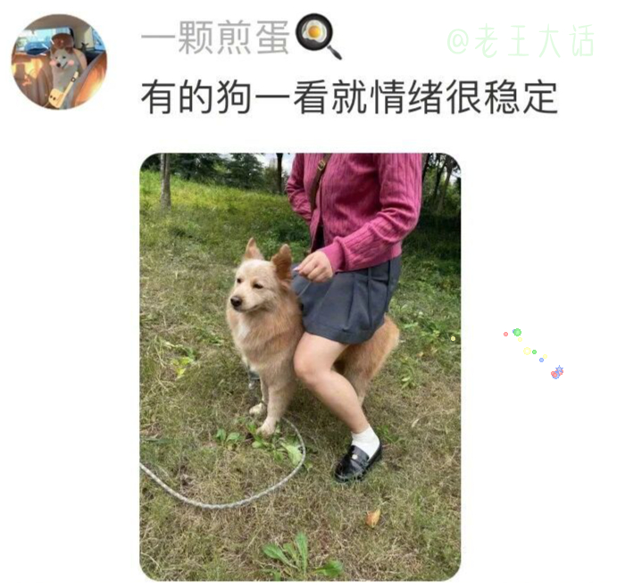 有的小狗一看就是小恶犬，有的一看就是来讨打的，还有的一看就是心眼多的老油条 