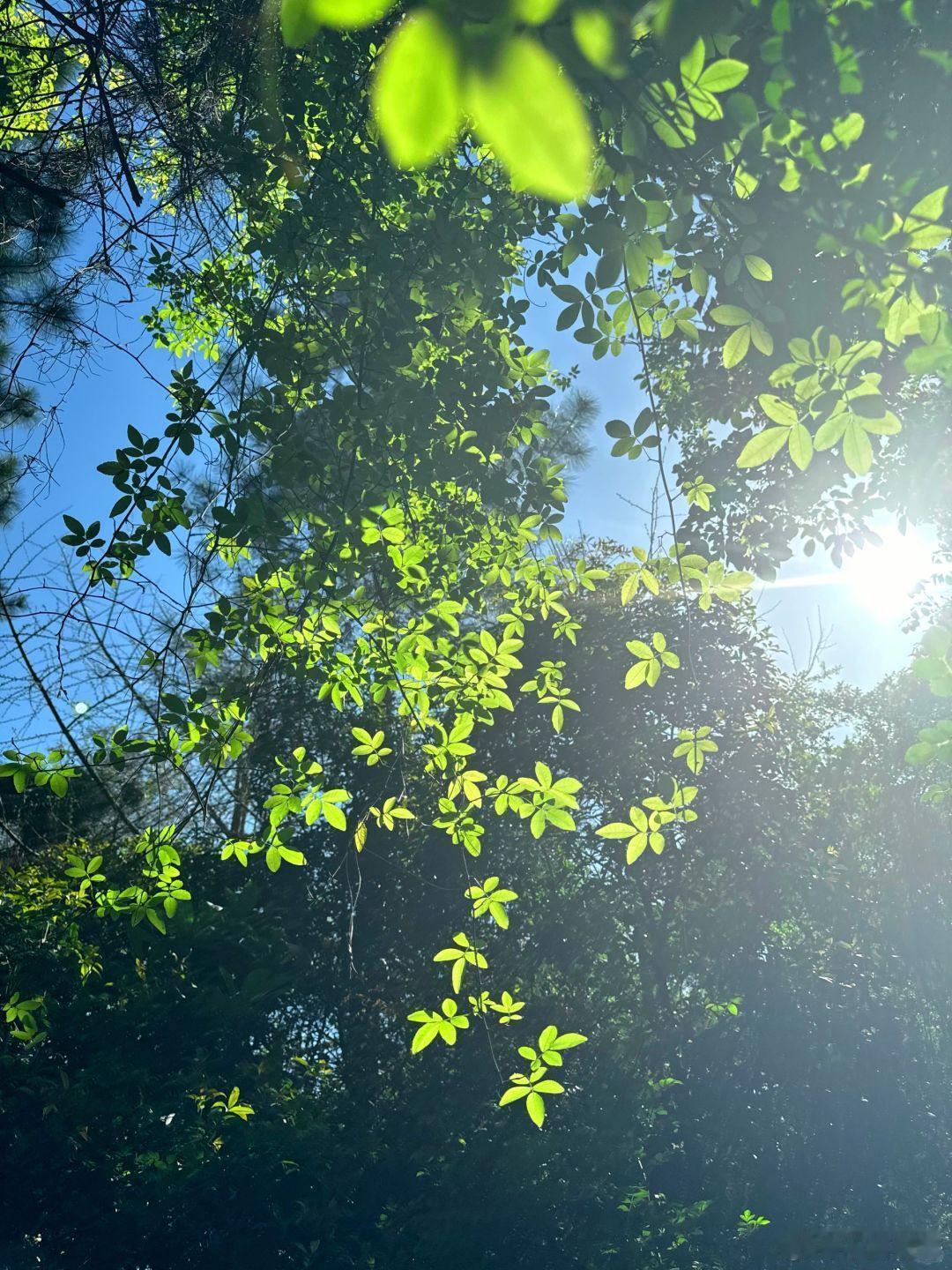 把春天一次打包给你看🍃 