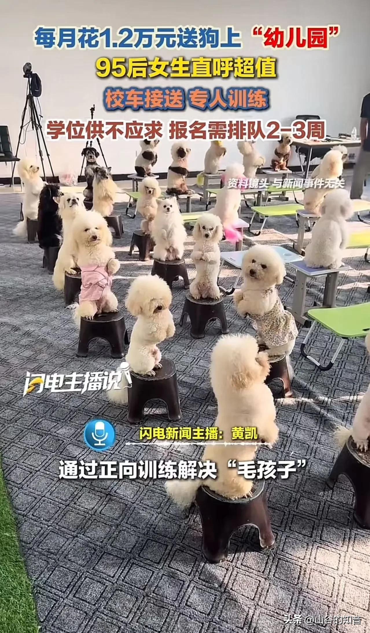 人不如狗实锤了！上海95后女生每月砸1.2万送狗上‘贵族幼儿园’，还得排队抢名额