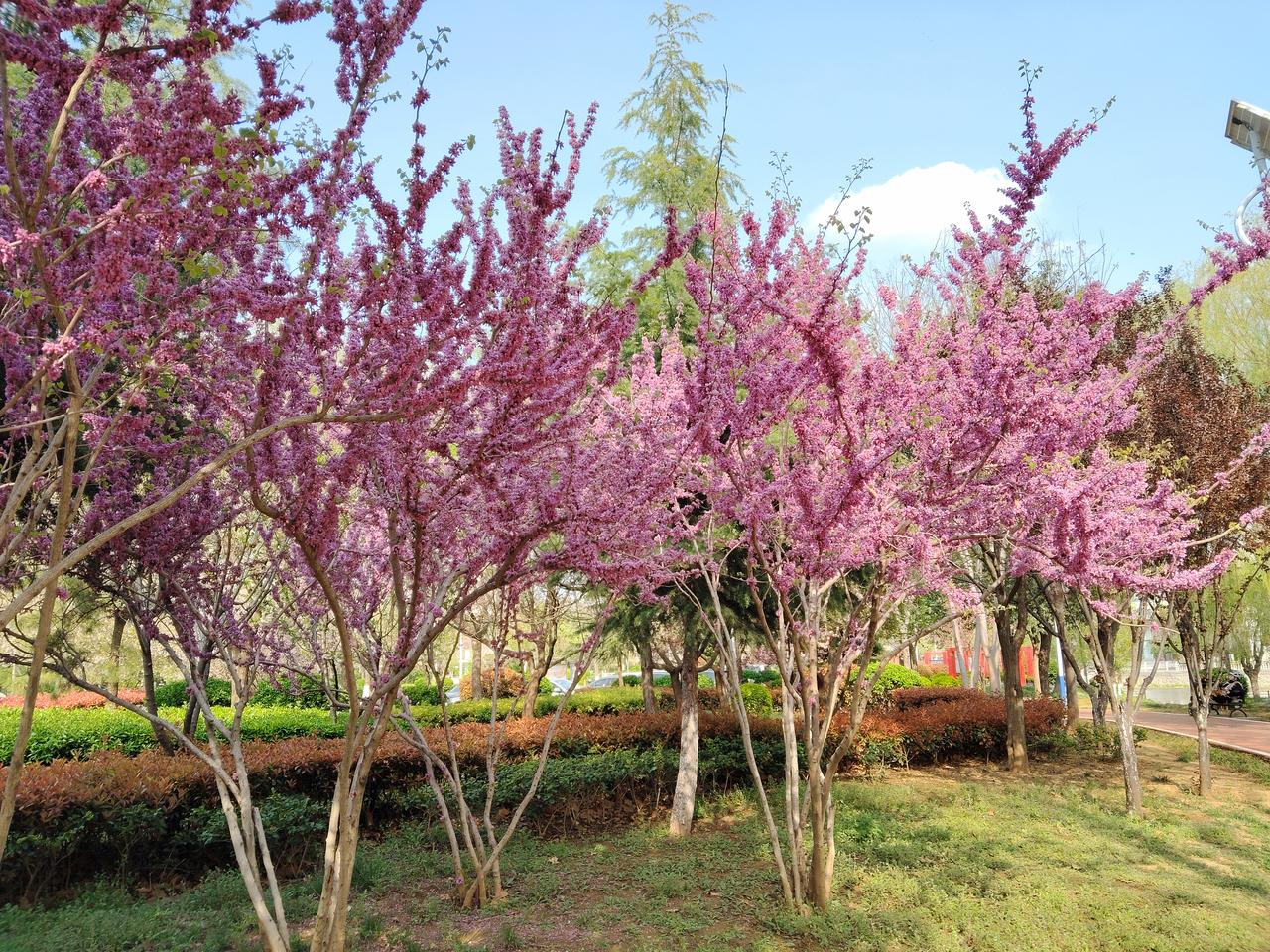 今天早晨和同事相约一起去跑步，回来就在街边的小花园走走，看到了那里的美景，没忍住