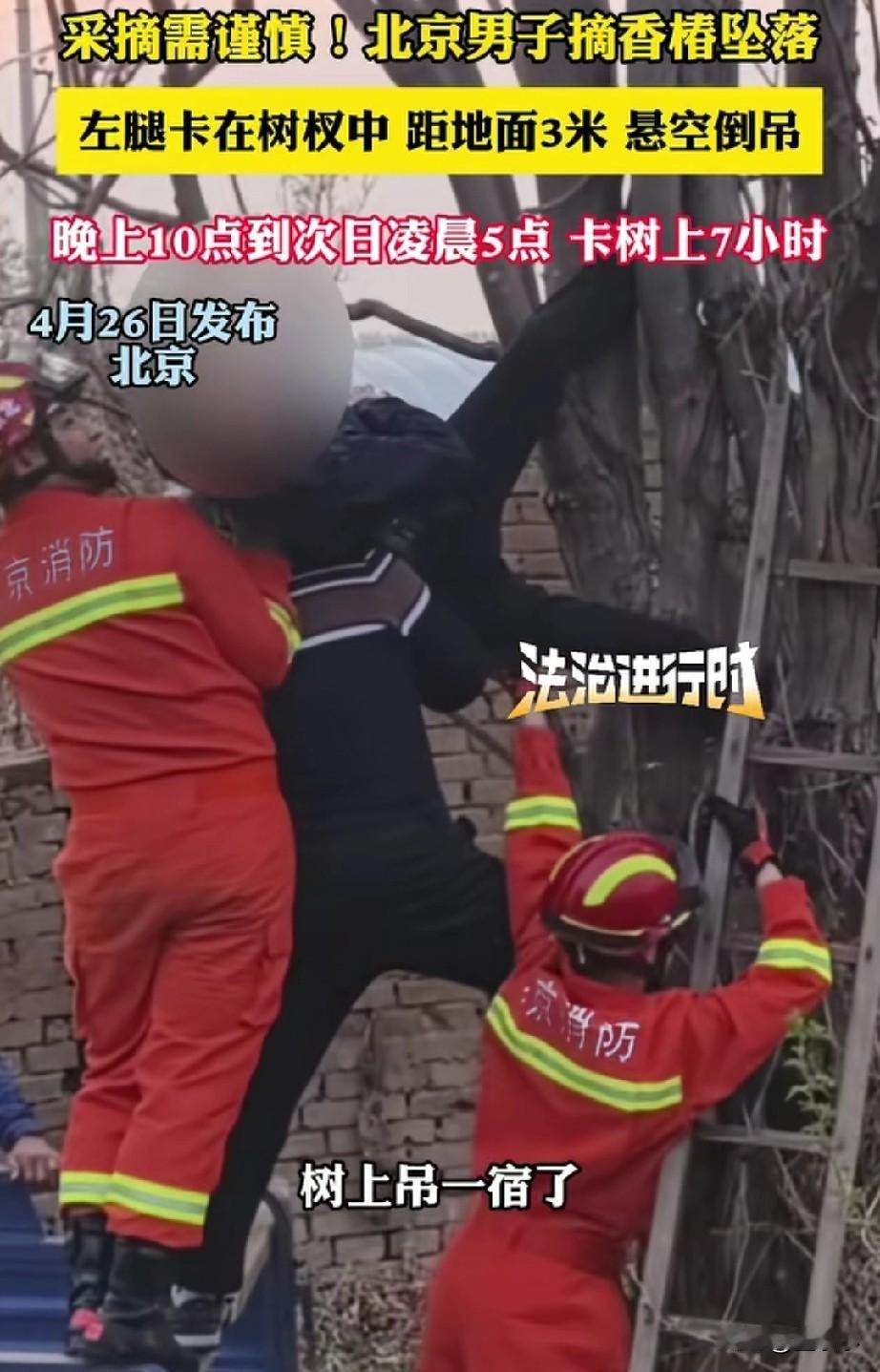 丢人丢姥姥家了！北京，男子晚上10点采香椿坠落卡在树上倒挂，直到次日凌晨5点才被