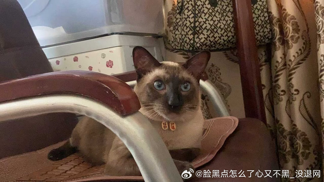 3881只黑脸暹羅專區 我的奶茶也要占一席之地 