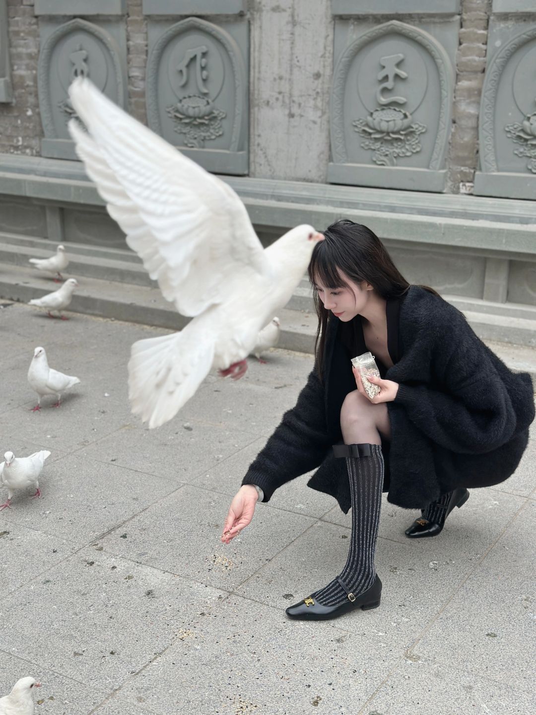 迷路的鸽子啊🕊️