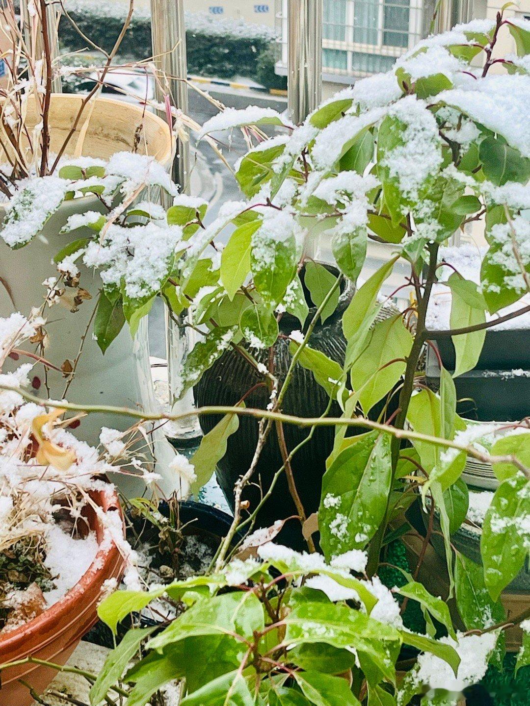 无锡下雪，但积得轻软。白居易当年说“夜深知雪重，时闻折竹声”，我这里绿叶都没折。