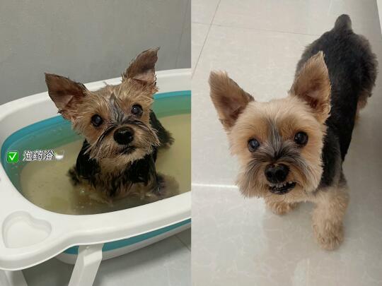 能让铲屎官大半夜洗狗的原因只有一个