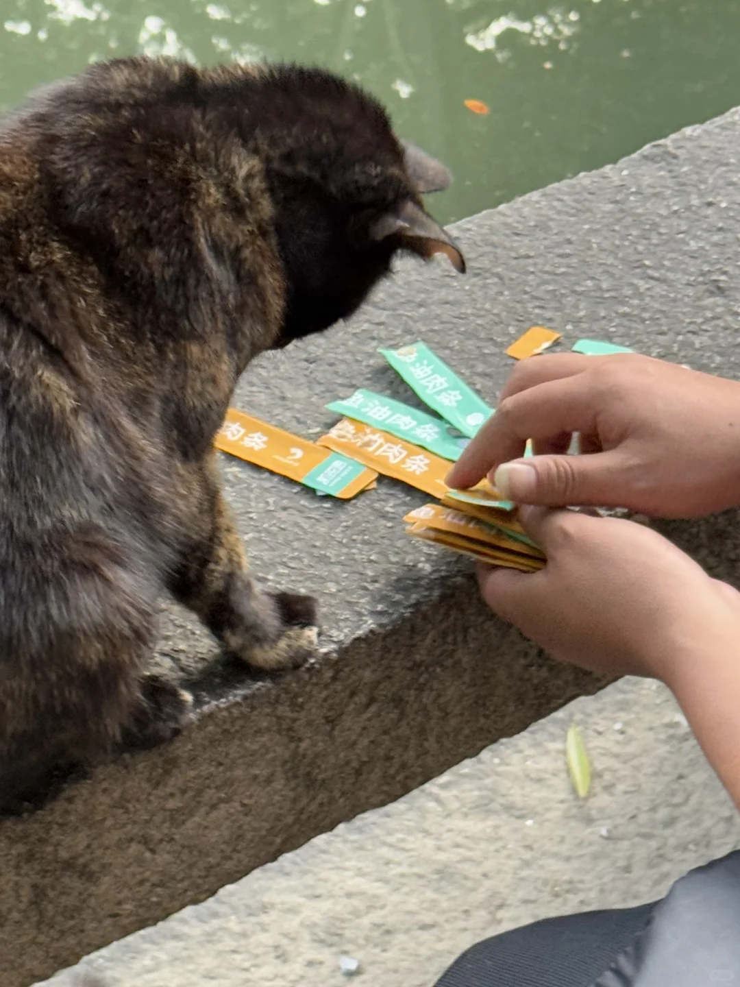 今天西园寺里最幸福的猫