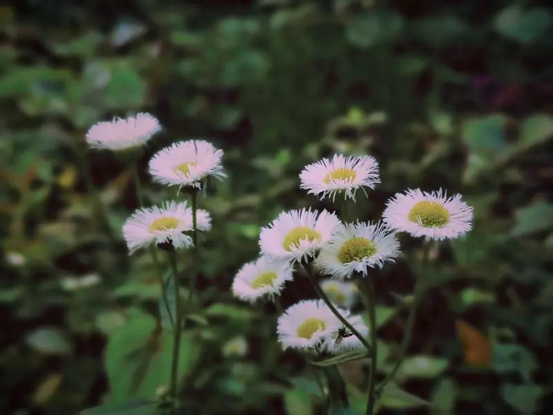 广州12岁女孩Cici用英语卖文具走红网络，真的太牛了！她在文具店用流利英语和外