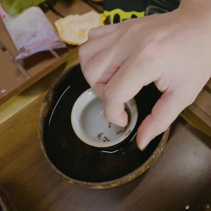 陈赫吃酸蚂蚁陈赫回应吃蚂蚁 陈赫回应吃蚂蚁啊啊啊啊 