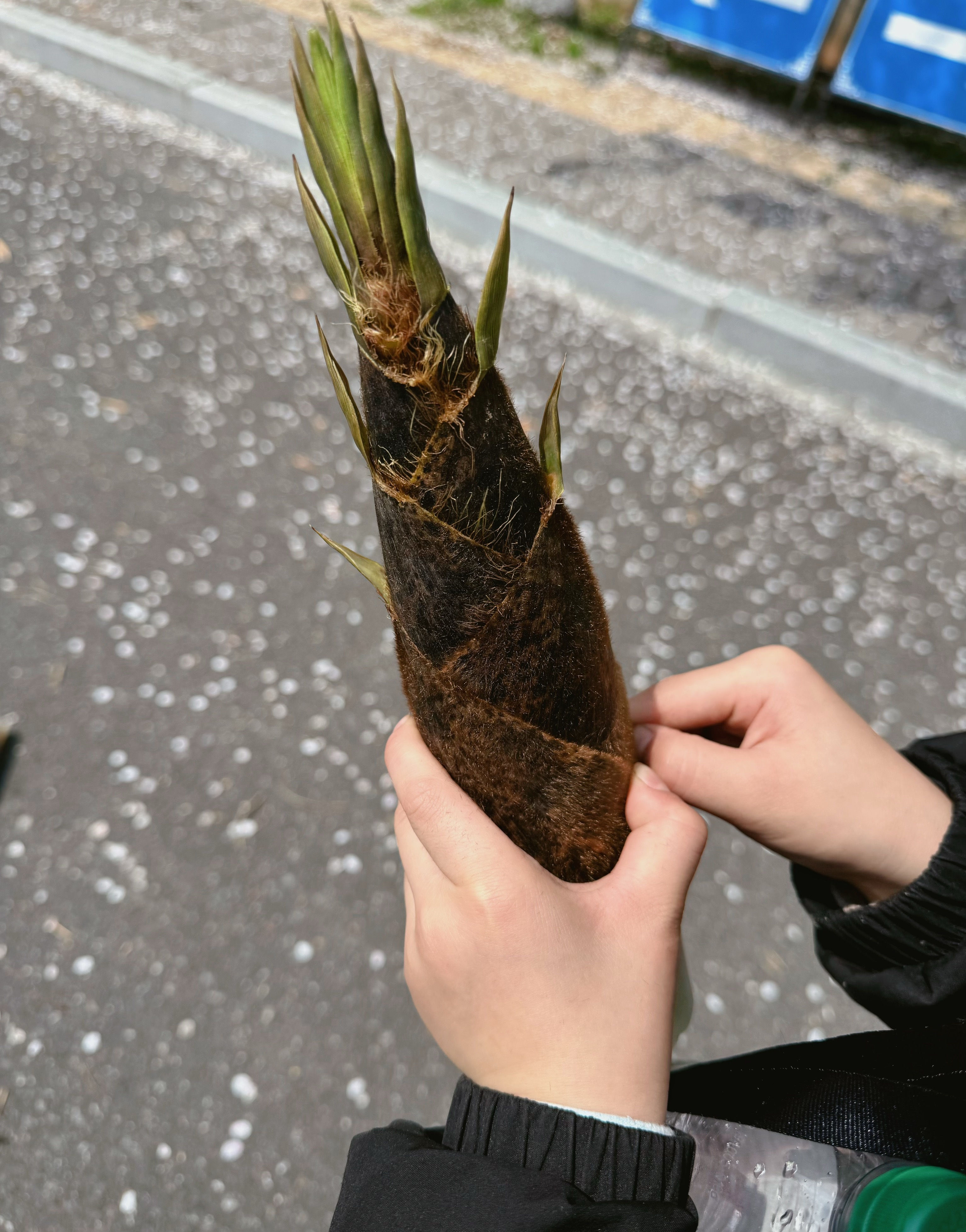 我爸给我洗衣服的时候发现我卫衣口袋里好多压扁的花都是今天跨校区去参观实验室的时候