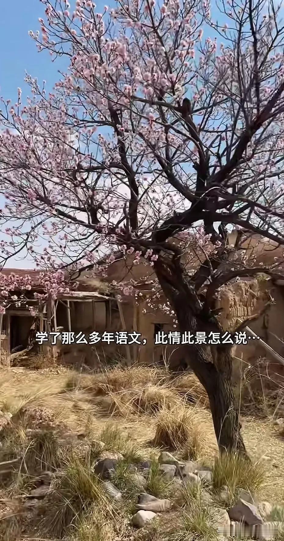 旧院荒垣草木稠，孤花一树倚残楼。
春风不管人来去，自向空庭肆意柔。