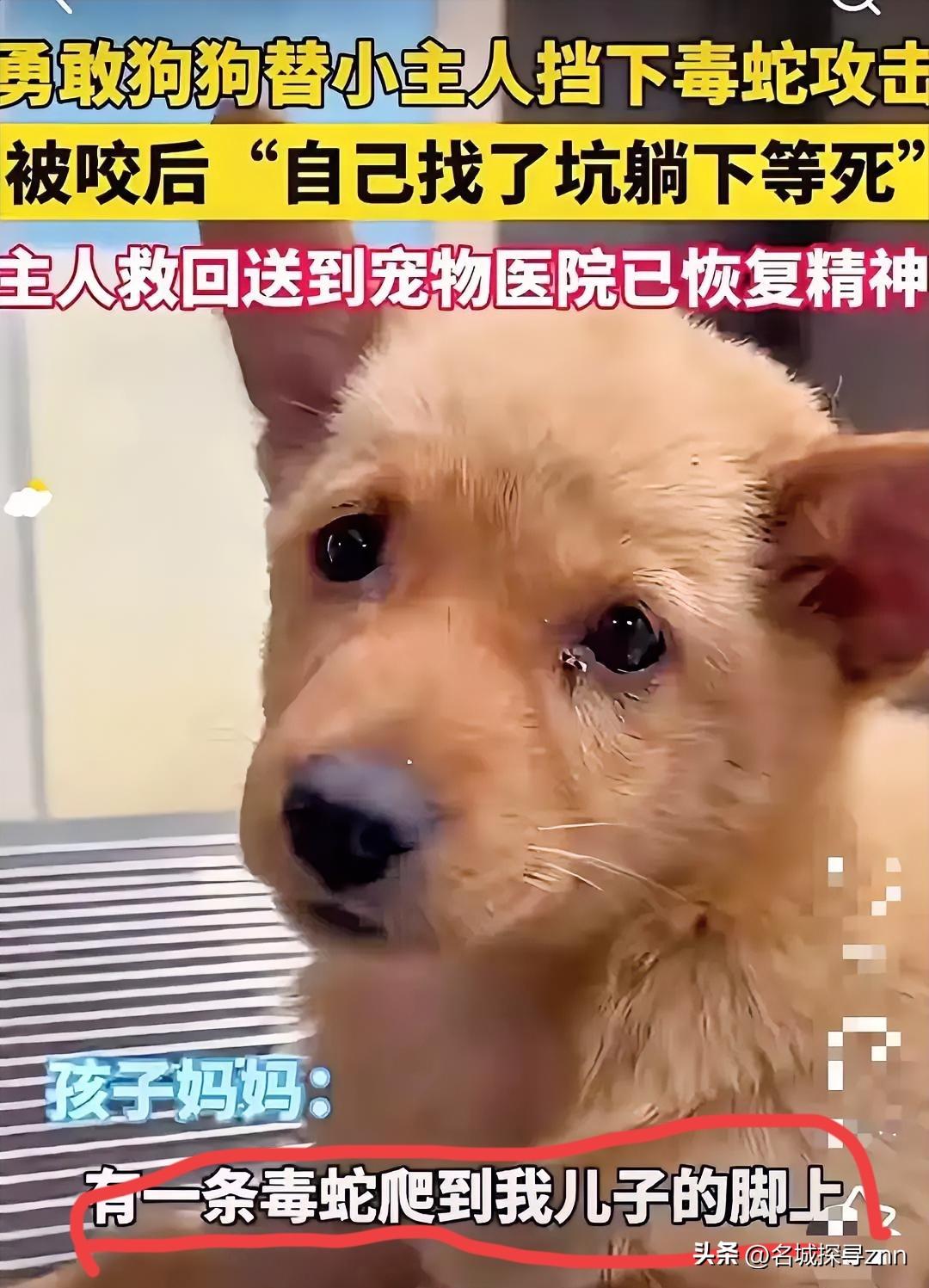 泪目了！一只狗狗为了保护小主人，自己被毒蛇咬了，居然自己找了个坑躺下等死。幸亏主