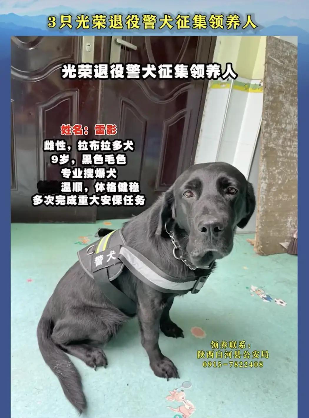 给光荣退役的它们一个温暖的家！陕西3只退役警犬征集领养人。

在这个快节奏的时代