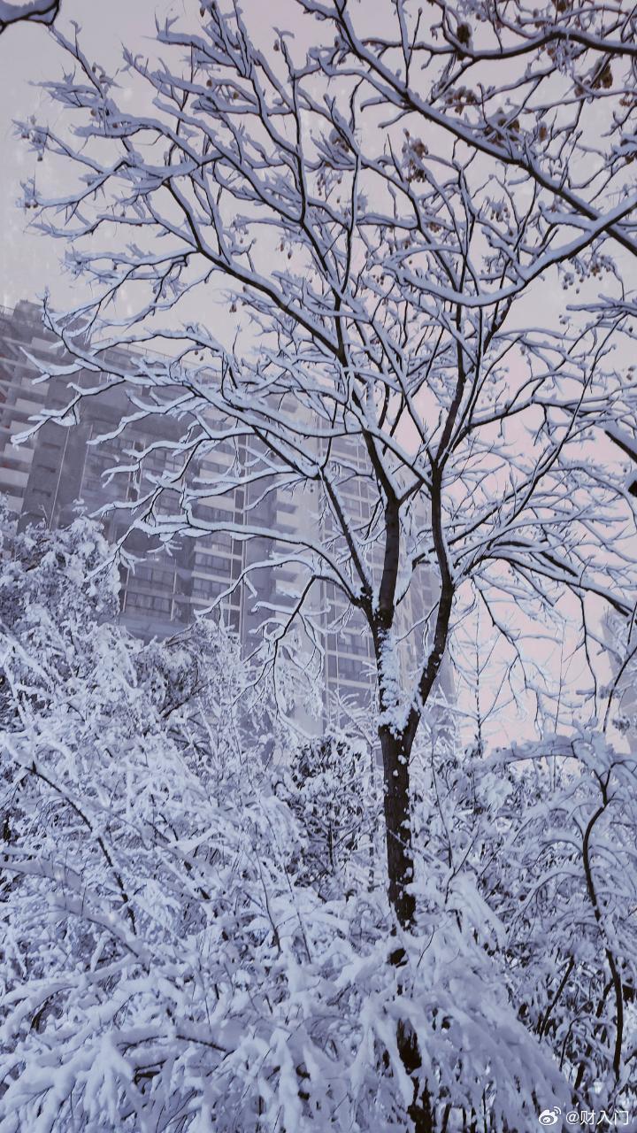 #郑州下雪#昨夜，多地降雪，早上起来一看，白色的世界，北京、郑州、石家庄全都下雪