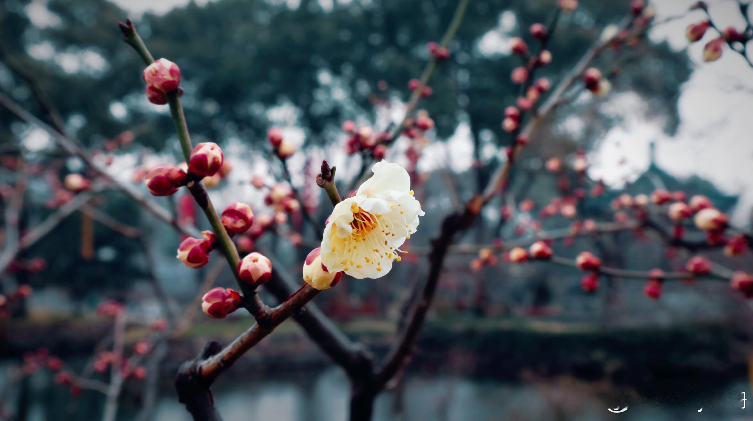 太虚了[允悲]看个花被风吹的头疼鼻塞[摊手][二哈] 