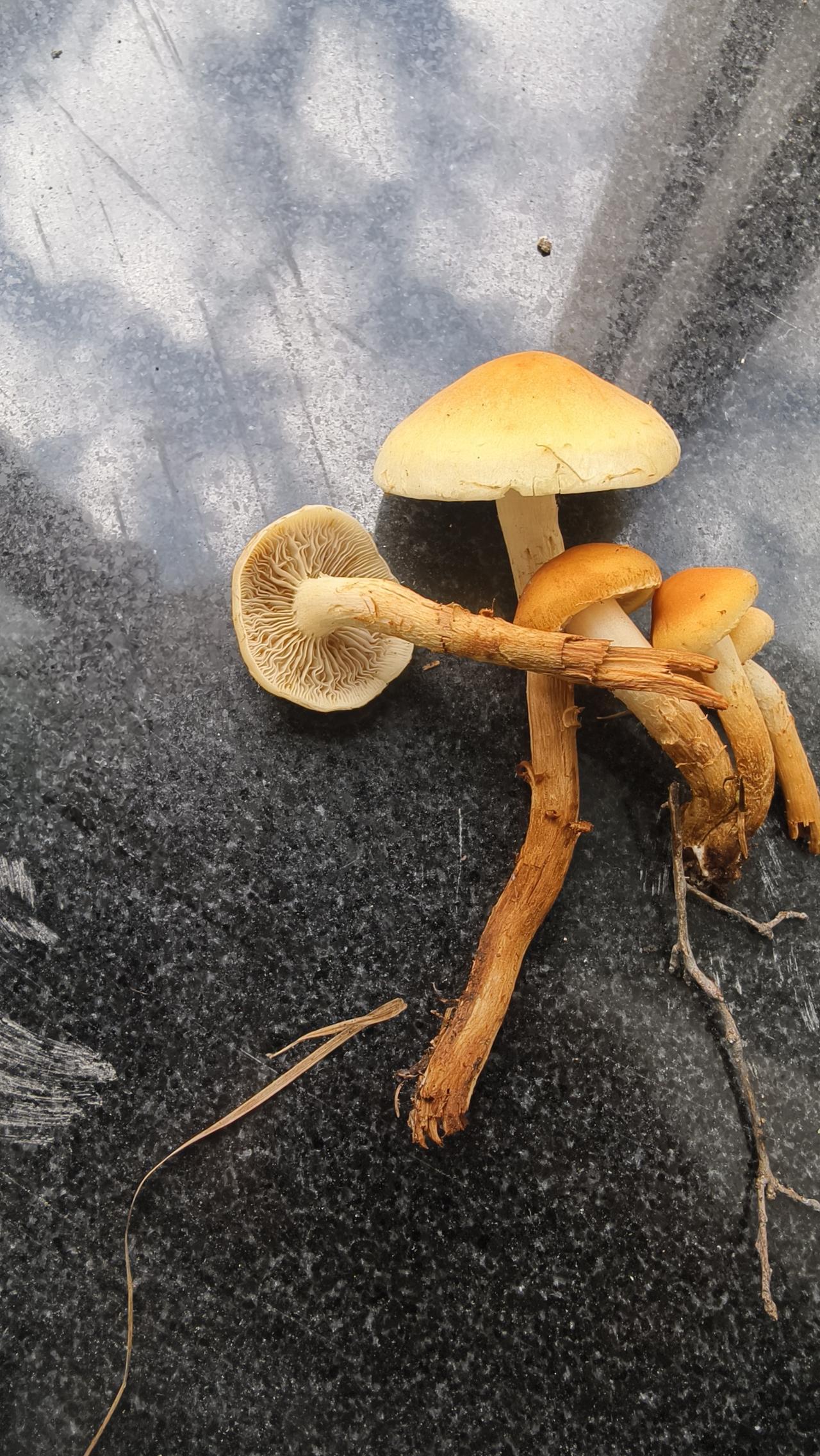 可以晒晒你拍的蘑菇照片吗