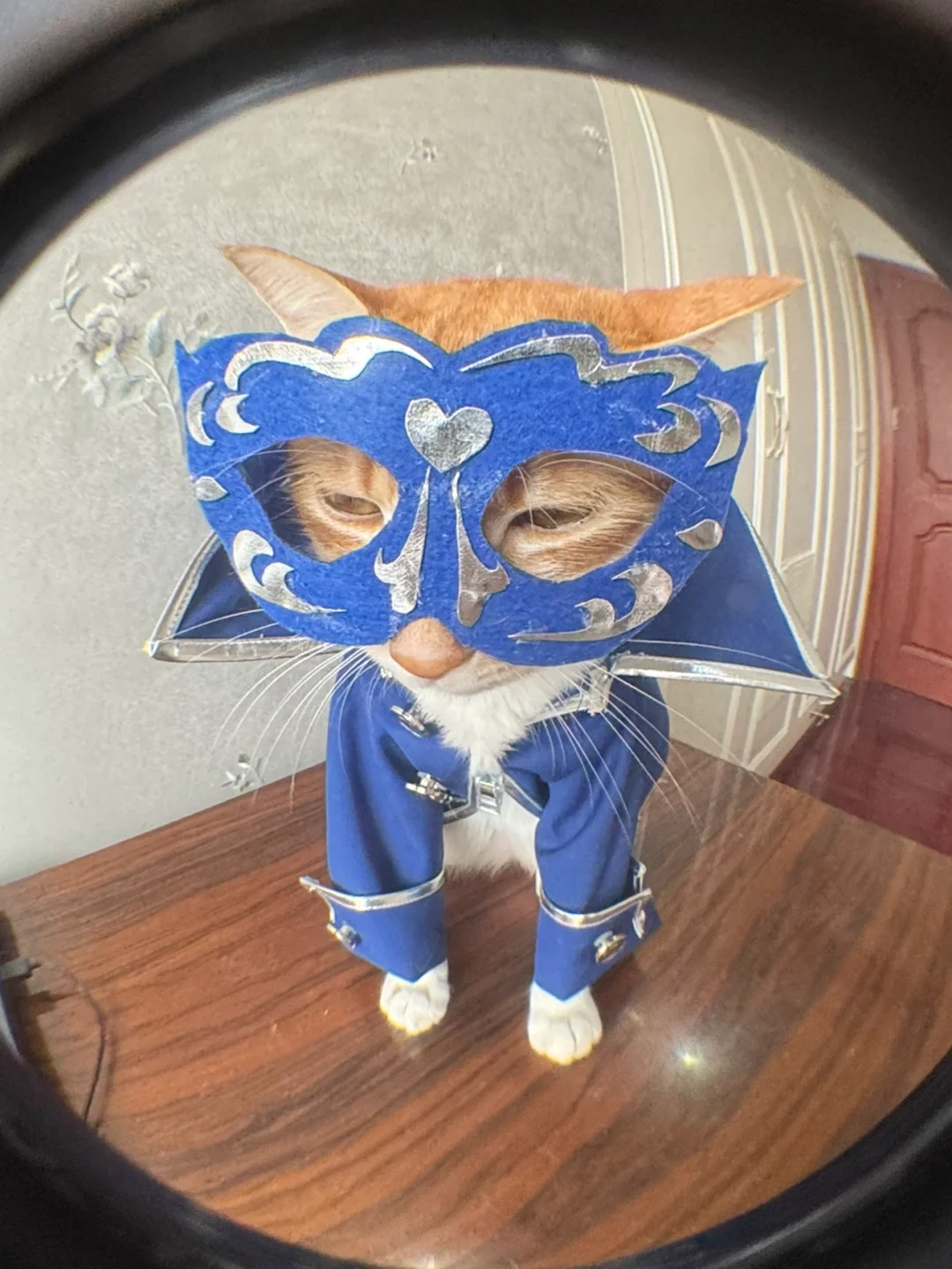 小猫咪要有小猫咪的亚子