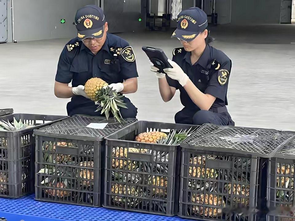 缅甸新鲜菠萝首次通过果敢同盟军管控边境口岸顺利进入中国境内的最新消息。据缅甸媒体
