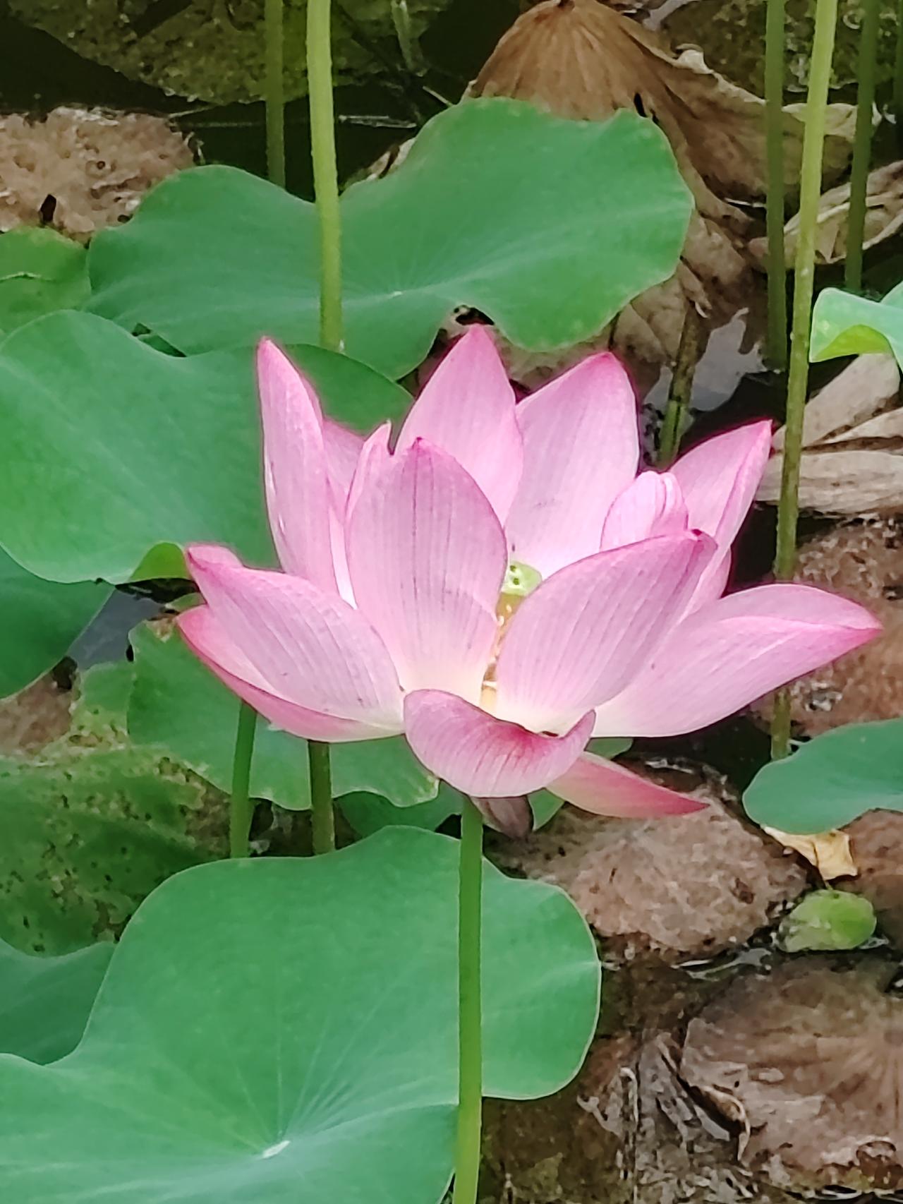 上联：寒梅卧雪三分傲，下联怎么对夏荷映日万分娇