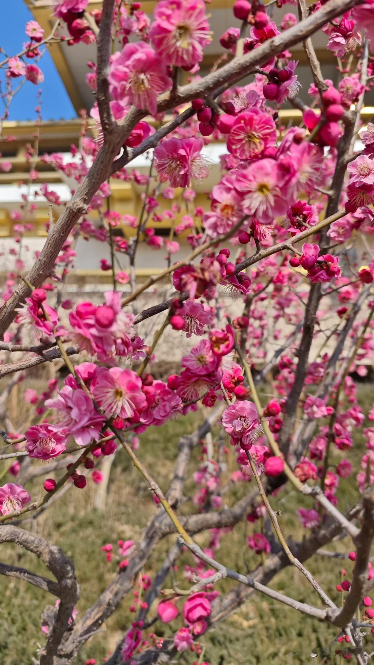 美丽红花绽新春，春意盎然满枝头。