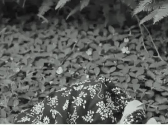 1939年6月，湘鄂赣边境的深山老林里，枝叶交错如网，闷热的空气里夹杂着草木的腥