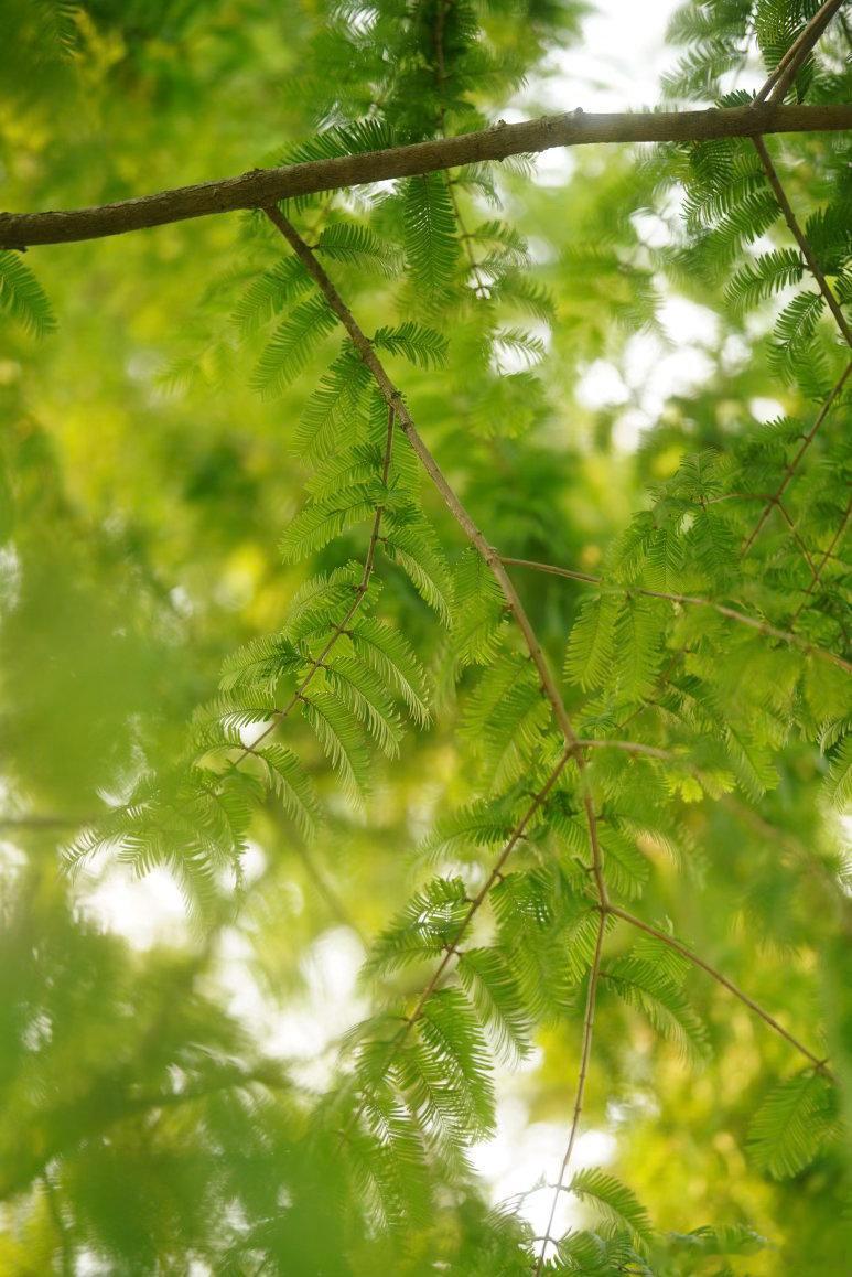 木漏れ日🌿 