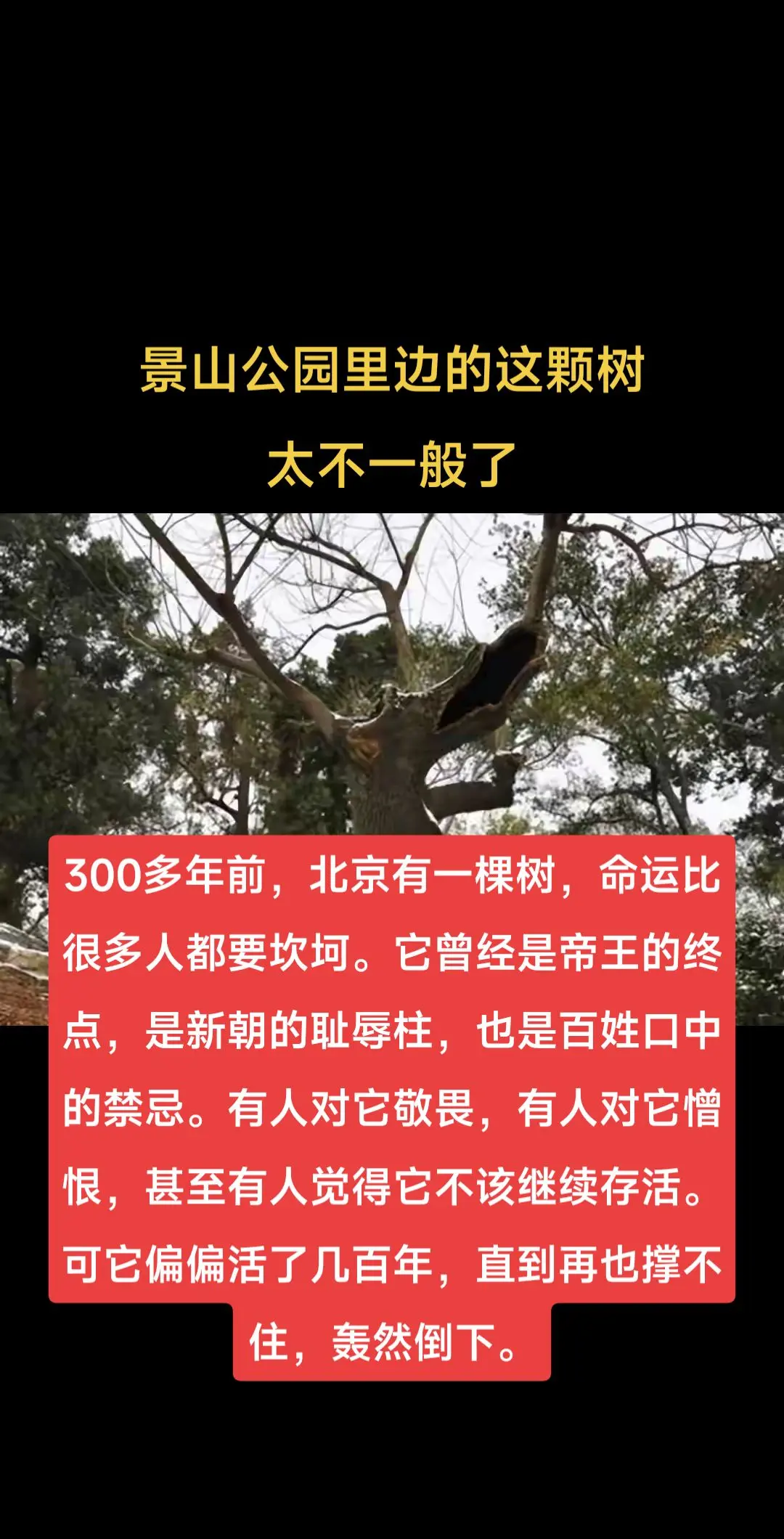 景山公园里边这棵树太不一般了。300多年前，北京有一棵树，命运比很多人...