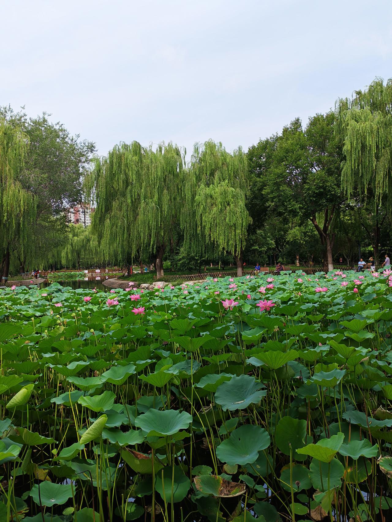 逛公园随拍树木风景分享公园里绿树繁茂成荫，满眼盎然绿意，一步一景，处处都是养眼的