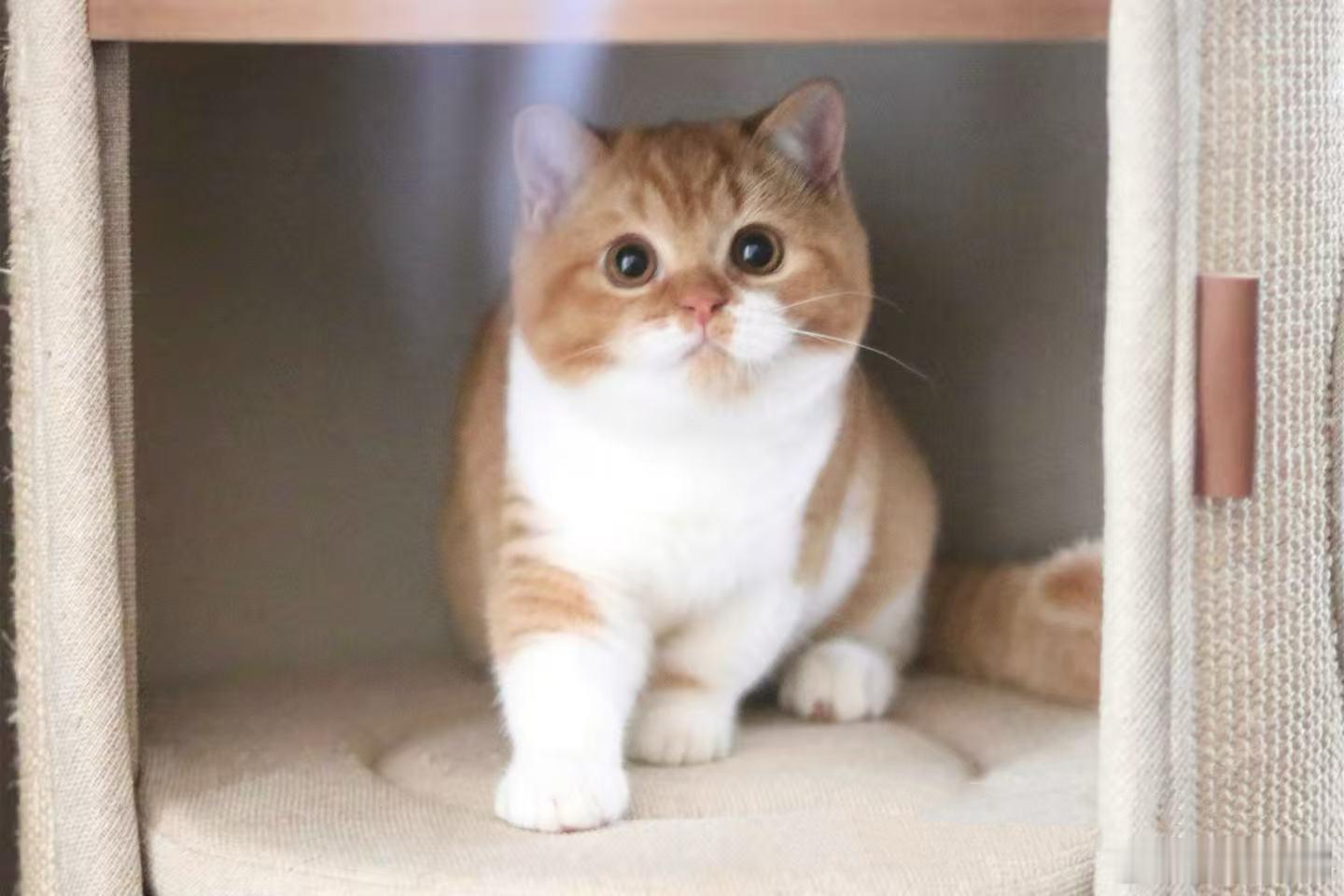 二胎：麦子妹妹🐈 