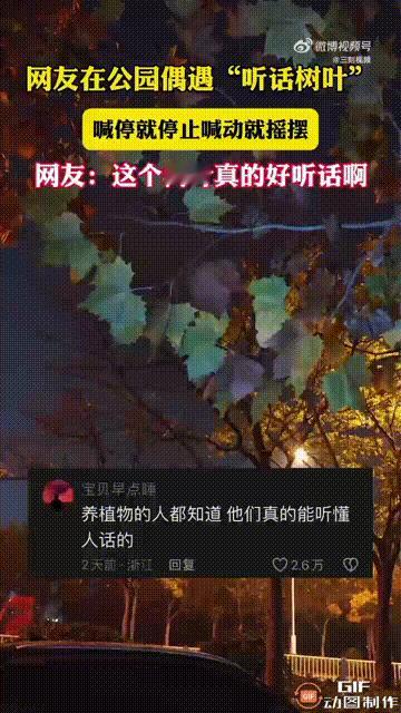 太神奇了！安徽一对姐弟在树下玩耍时，突然抬头看见一片树叶十分奇特，随着吹来的风不