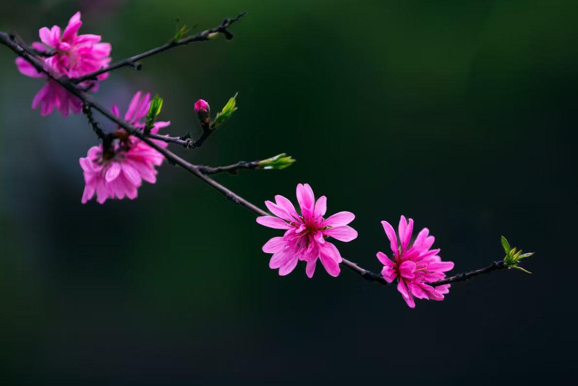 春枝缀粉，一瓣一瓣，都是春天写给人间的信。