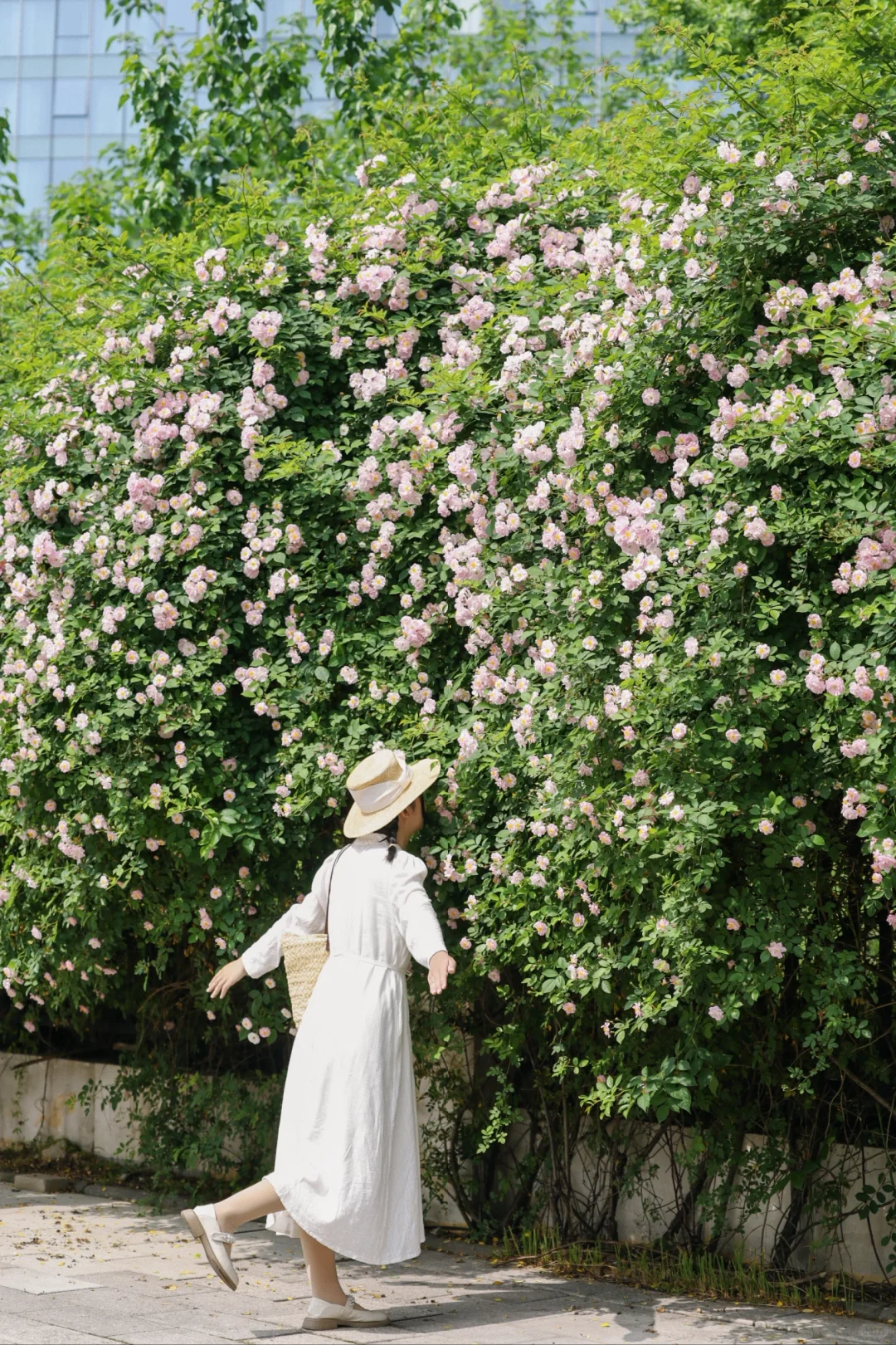 绝美实拍❗️找到武汉最好看的小众蔷薇花海