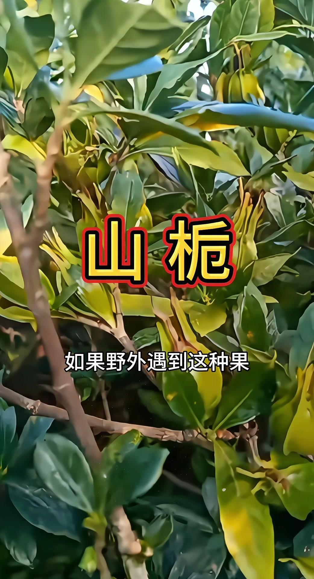 1️⃣栀子果可以做黄色染料，有着悠久的历史，自古以来就是传统的植物。

2️⃣栀