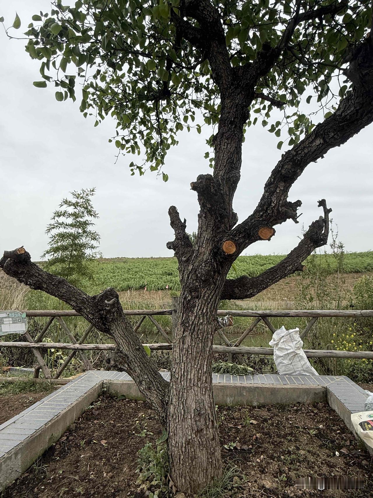 【小对联】
上：出面；
下：……？