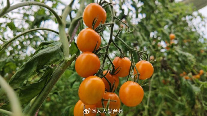丽水青田数字大棚种出甜蜜致富果 黄妃、浙樱粉1号挂满藤蔓，7000余株种苗在"智