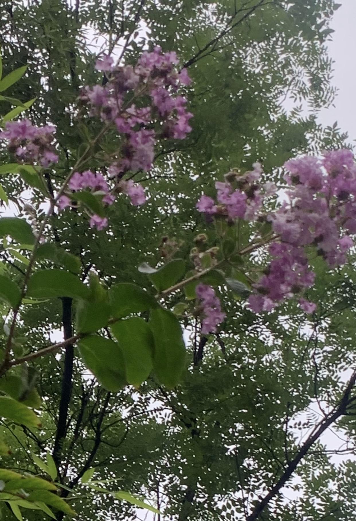 晒晒我的随手拍
这是我在小区院里拍的紫薇花 。紫薇又称百日红、痒痒树，盛夏开花，