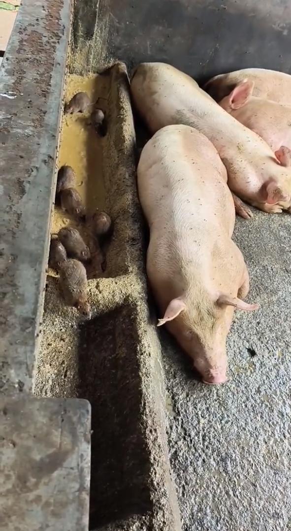 这是老鼠吗？[机智]