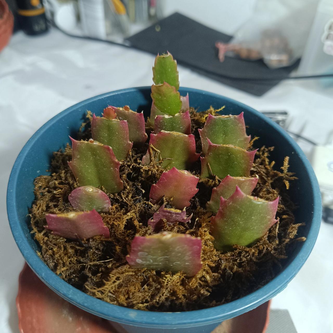 红重瓣自根叶片分享给有缘人