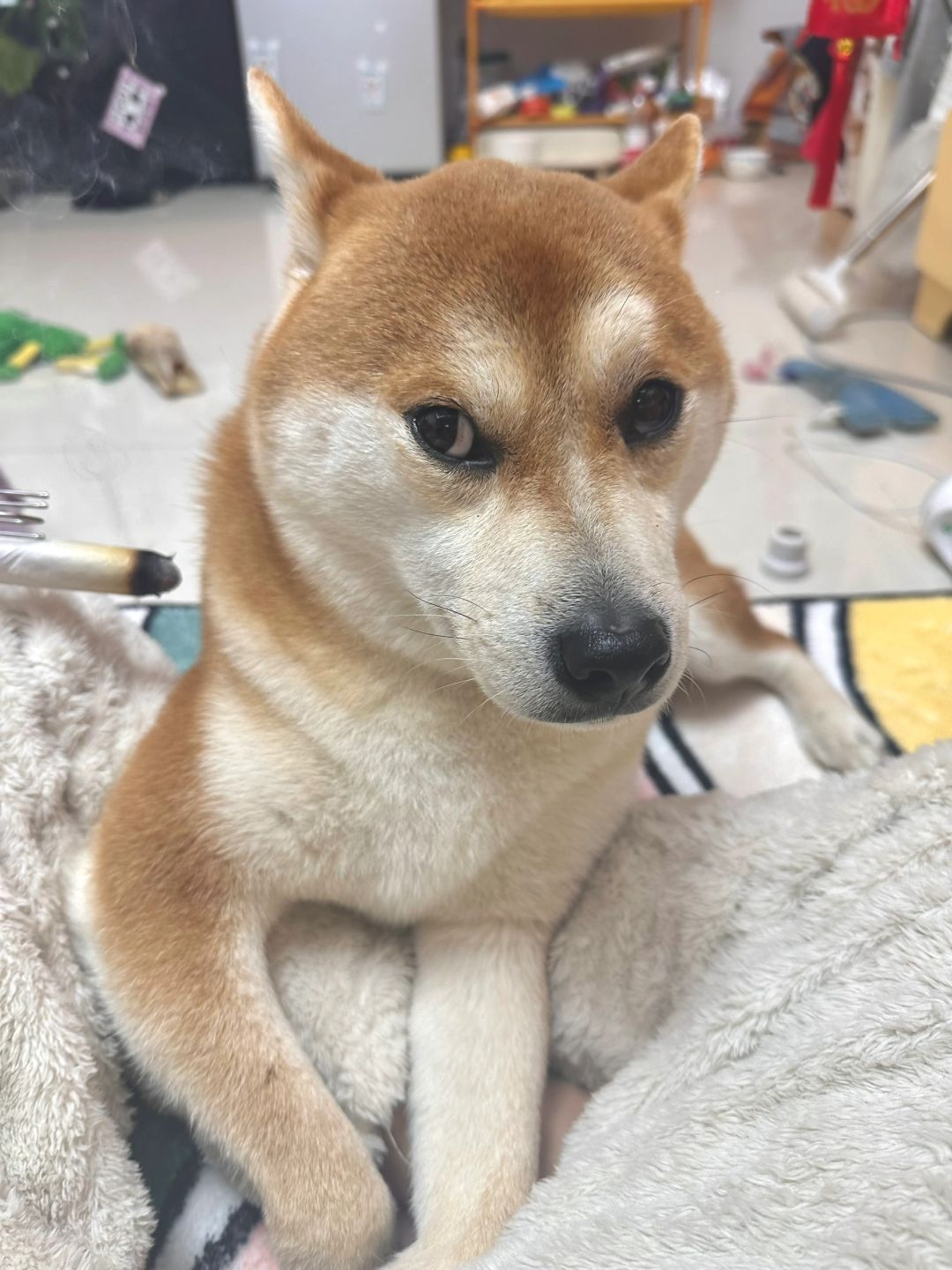 惊蛰养生小狗一枚🌹