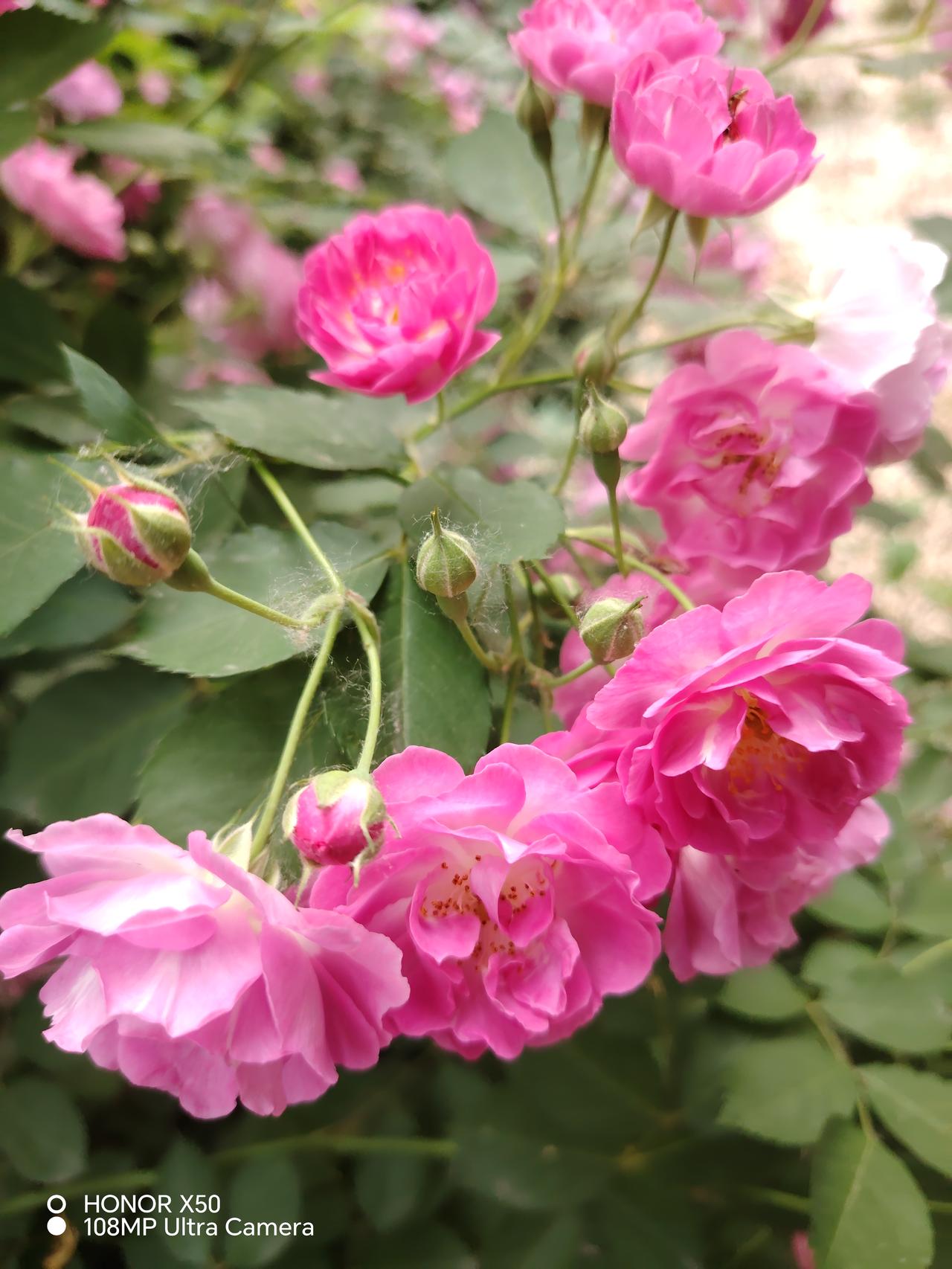 粉嫩欲滴的玫瑰，绽放春天的美丽！🌸💕
