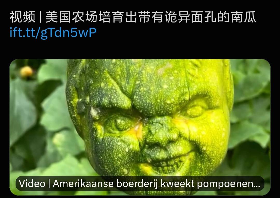 美国农场培育诡的异面孔南瓜🎃