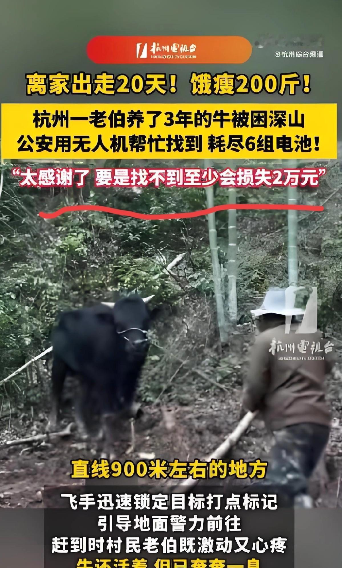 1300斤的牛瘦到1100斤，

绳子缠在树根上动不了，

它怎么活下来的？
