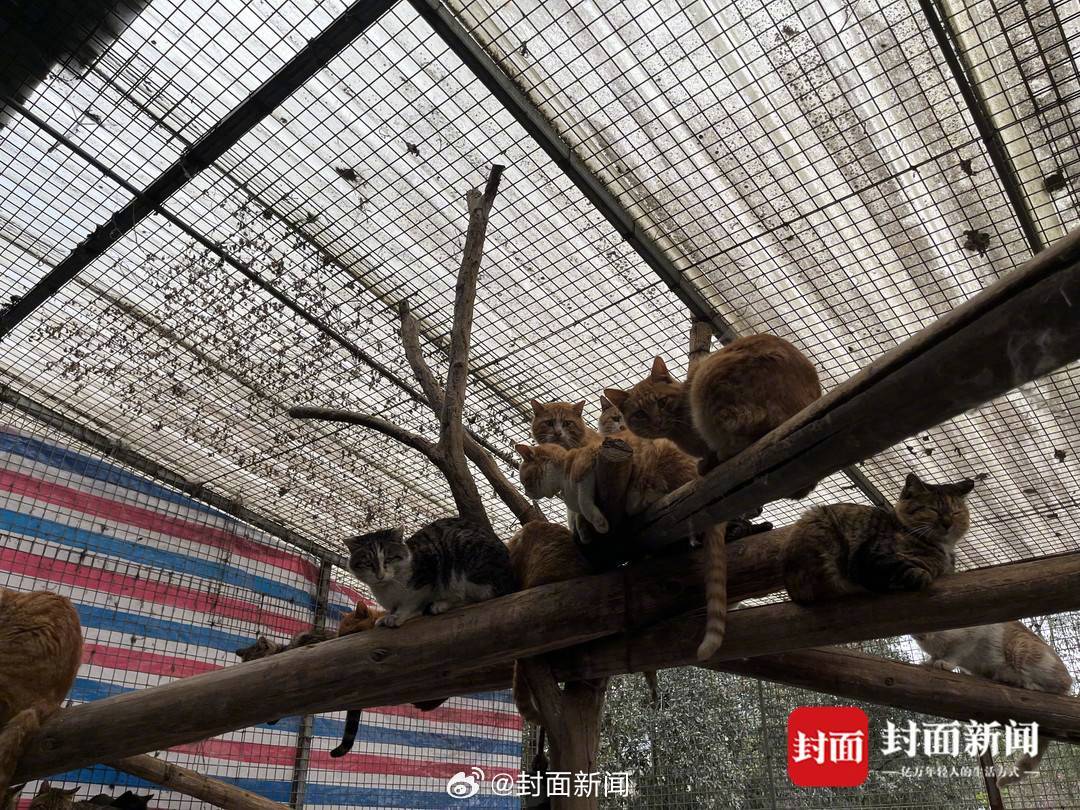 【#一场猫咪营救行动救下200多只猫#】近日，成都动物救助志愿者得知一个紧急情况