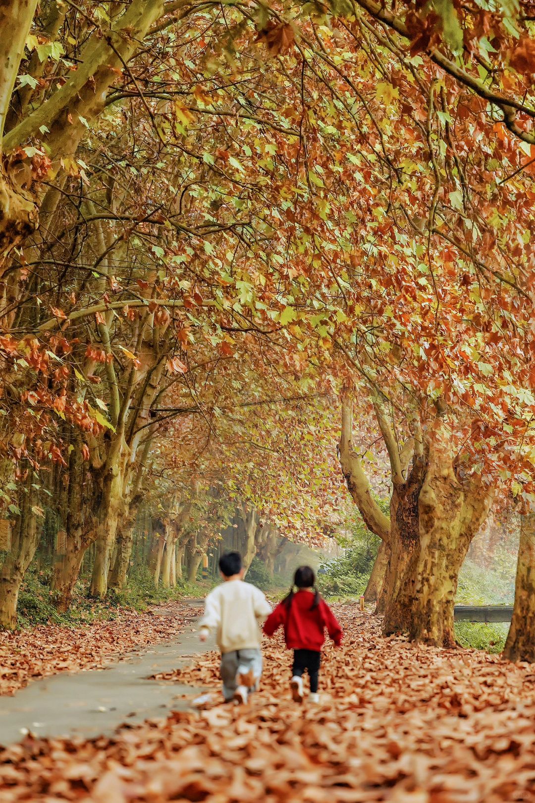成都周边拍照📷｜拥抱深秋蕞美🍂梧桐林小道~
