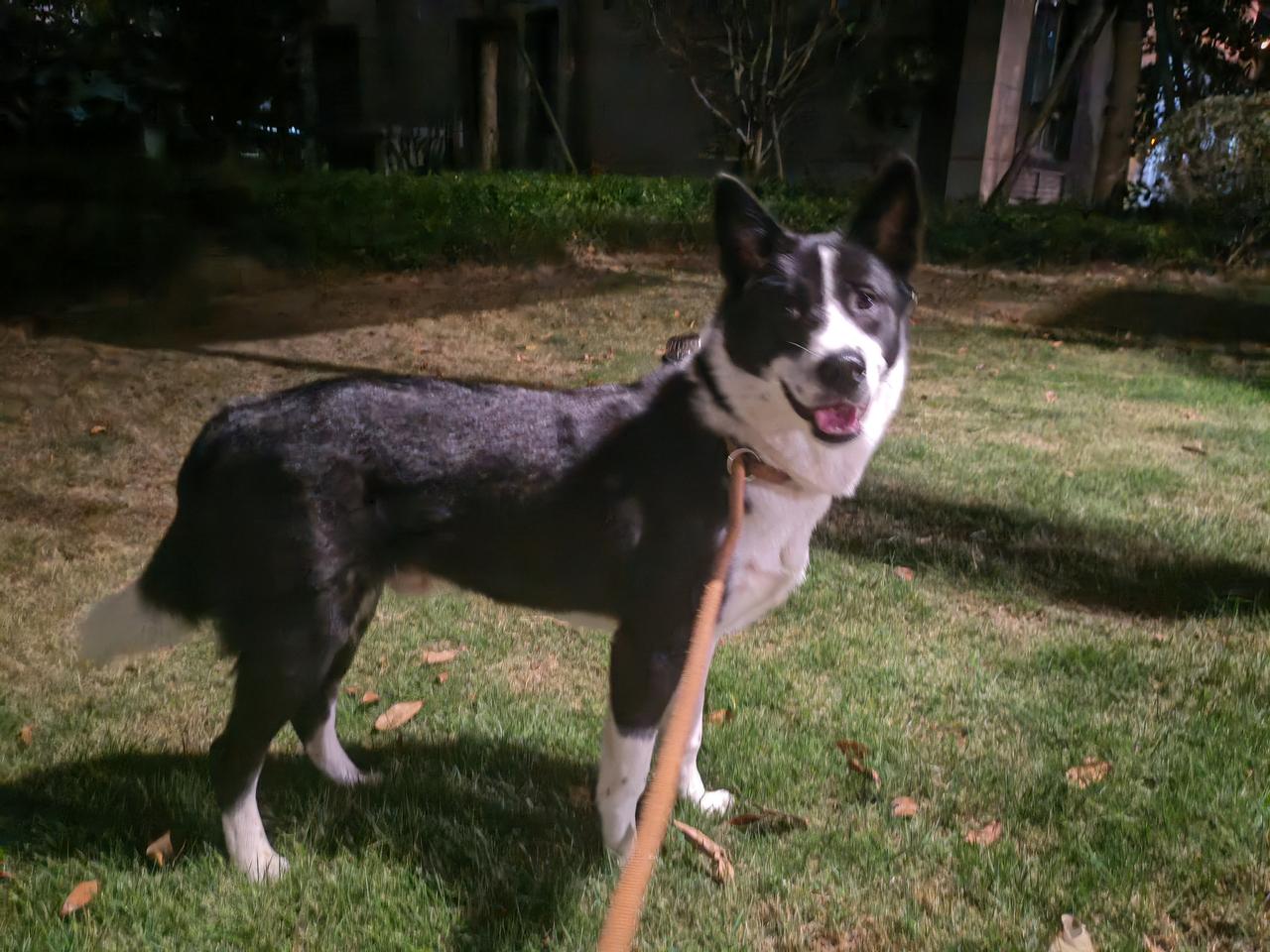 龙虾不可追，已经一个月前的消息，现在翻冷菜，进去就是坑。依旧关注油气概念，局势比